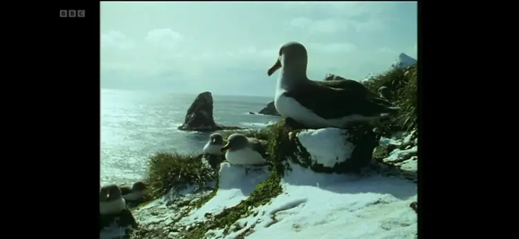 Grey-headed albatross (Thalassarche chrysostoma) as shown in Life in the Freezer - The Ice Retreats